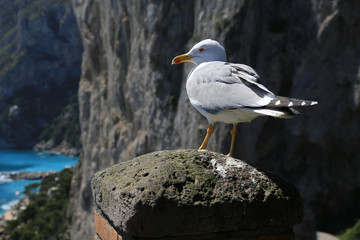 Capri Amalfi Küste: Eine Möwe vor dem Felsmassiv Monte Castiglione auf Capri