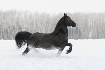 Fototapeta na wymiar Black friesian horse running on the snow-covered field in winter background