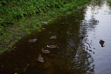 stream in forest