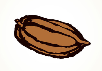 Cocoa Fruits. Vector drawing