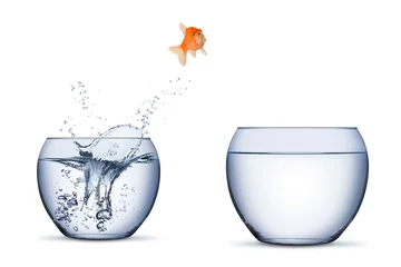 Fotobehang gold fish change move career opportunity rise concept jump into other bigger bowl isolated on white background © stockphoto-graf