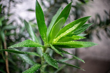 Verbena plant wet with raindrops