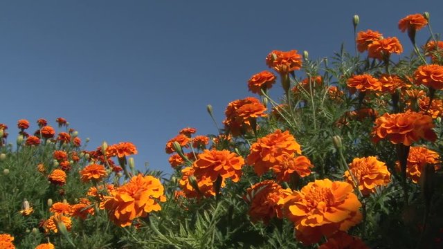 Marigold Flowers on a sunny day against blue sky at summer