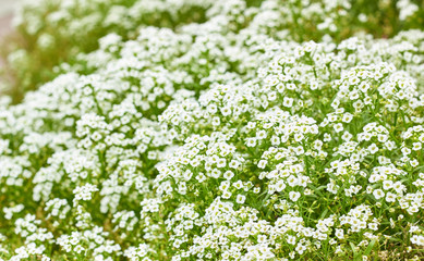 Fototapeta premium Lobularia plant on bed, white flowers growing outdoors in the garden, close-up, background texture, copy space, alyssum genus concept
