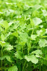 Mustard plant growth outdoors in the field, young shining leaves background texture, sideration culture is used to prepare and heal the soil for agriculture crop rotation, vertical