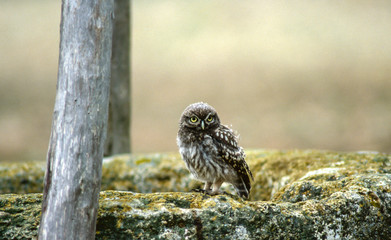 little owl on the edge of a fountain 