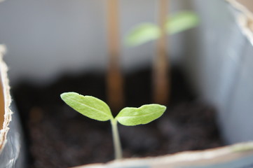 plant, leaf, green, nature, isolated, clover, growth, white, seedling, leaves, tree, sprout, new, life, fresh, spring, agriculture, tomato growing,