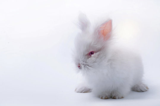 White baby rabbit on white background, Easter holiday concept
