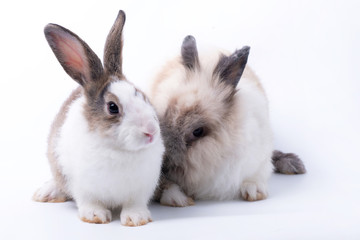 Two cute young rabbit on white background