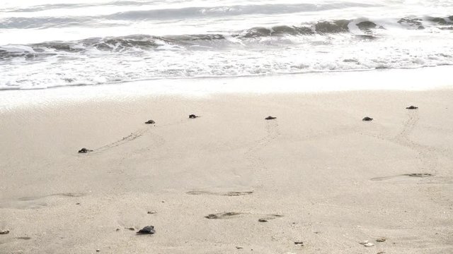 4K ANIMALS Video footage of a group of little sea turtle hatchlings crawling on the white sand beach toward the sea at Kuta beach, Bali Indonesia