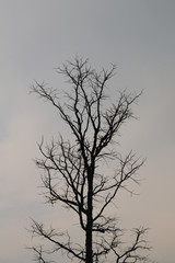Silhouette of trees and sky