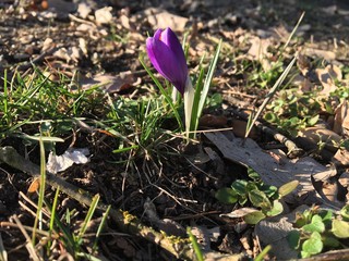 Schneeglöckchen im Frühling
