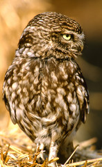 little owl warms up in the early morning sun