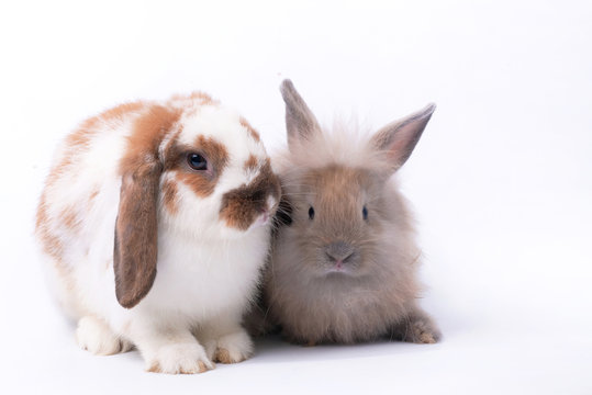 Two cute young rabbit on white background