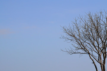 Dry trees and sky