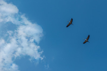 a pair of cranes high in the sky