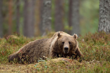 European brown bear resting in forest