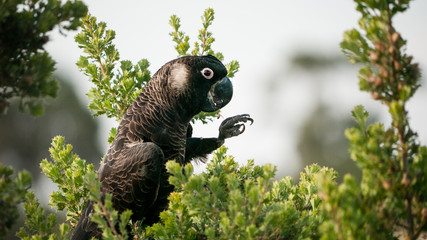 yellow-tailed black cockatoo eating wild fruits, portrait