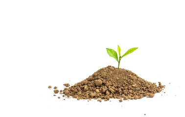 Young seedling growing in a soil on white background