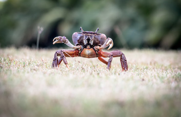 crab