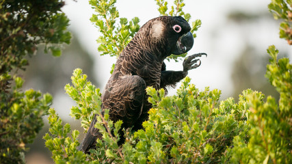 yellow-tailed black cockatoo eating wild fruits, portrait