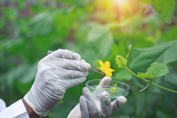 Hand of scientist examining flower stamens sample inside farm lab