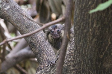 Filhote  mico estrela