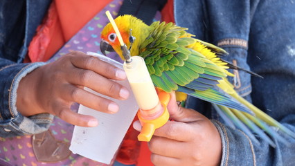 Baby parrots are eating glass tubes and bathing.