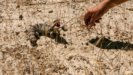 blue-tongued skink threatens human hand