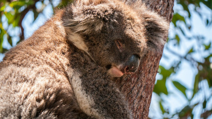 portrait of koala bear resting in tree