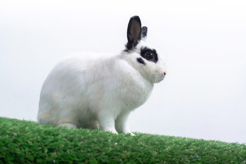 Cute young rabbit in  green lawn, white background