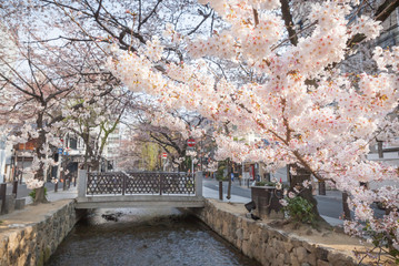 Kiyamachi street and cherry trees in full bloom in Kyoto, Japan