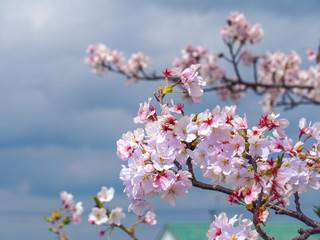 Close up of blooming Cherry Blossoms