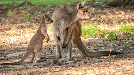 mother kangaroo with baby looking attentively, close 