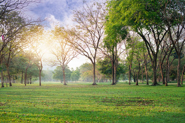 Fresh green lawn in city park, leaves strewn in the field, morning sunlight