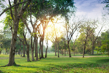 Obraz premium Fresh green lawn in city park, leaves strewn in the field, morning sunlight