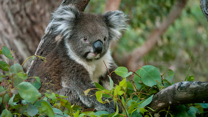 Koala bear in eucalyptus tree, portrait