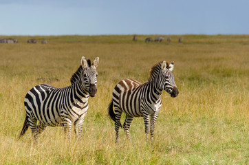 Fototapeta na wymiar Two zebras grazing on the green pasture inside Masai Mara National Park during wildlife safari