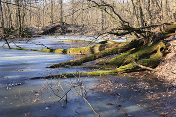 dead trees on frozen swamp