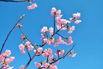 河津桜