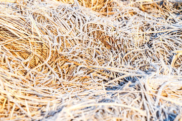 dry grass covered with spring frost