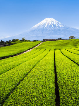 Berg Fuji und grüne Teefelder in Shizuoka, Japan