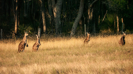group of kangaroos in the field