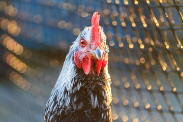 rooster on the background of beautiful bokeh in the sunset rays