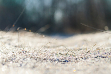 spring frosty sunny morning and grass in hoarfrost