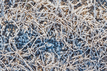 tangled dry plants and a frosty pattern