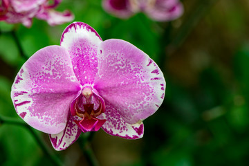 Image of beautiful purple orchid flowers(Phalaenopsis) in the garden.