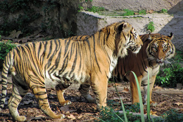 Two tigers in the zoo.