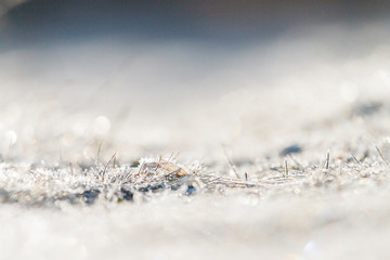 young grass at sunrise covered with spring frost