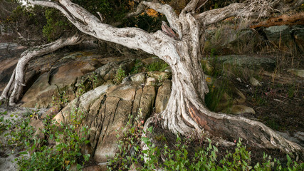 australian white ghost trees